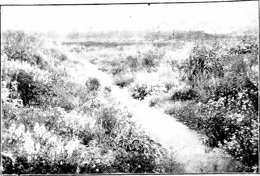 An illustration from Illustrated descriptive account of the Museum of Andalucian pottery and lace, antique and modern; together with notes on pre-Roman Seville and the lost city of Tharsis, 1913, leaf 129