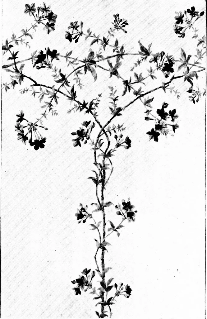An illustration from The house beautiful and useful; being practical suggestions on furnishing and decoration, 1907, leaf 74