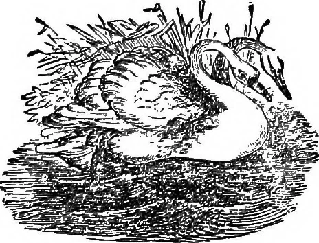 An illustration from Our homes and their adornments; or, How to build, finish, furnish and adorn a home ... the whole being designed to make happy homes for happy people, 1882, leaf 252