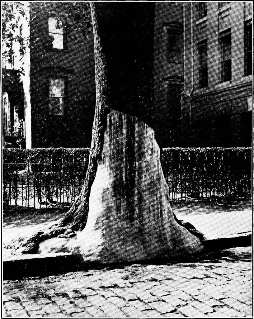An illustration from Third report of the Commission on Beautifying the City of Norfolk, Virginia : July 1913-July 1915, 1915, leaf 29