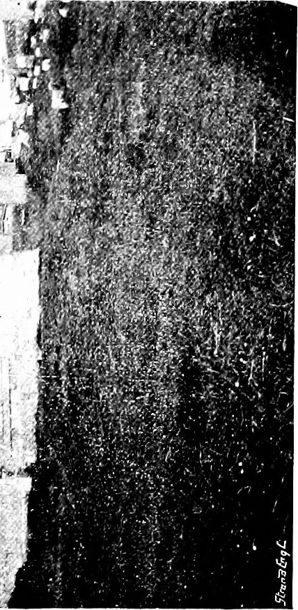 An illustration from Irish ecclesiastical architecture, with some notice of similar or related work in England, Scotland and elsewhere, 1910, leaf 222