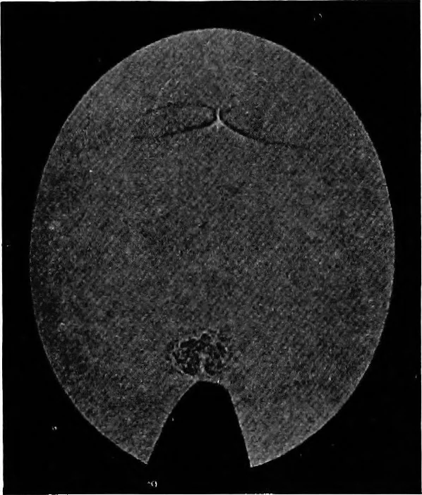 An illustration from Collected papers on acoustics, 1922, leaf 278