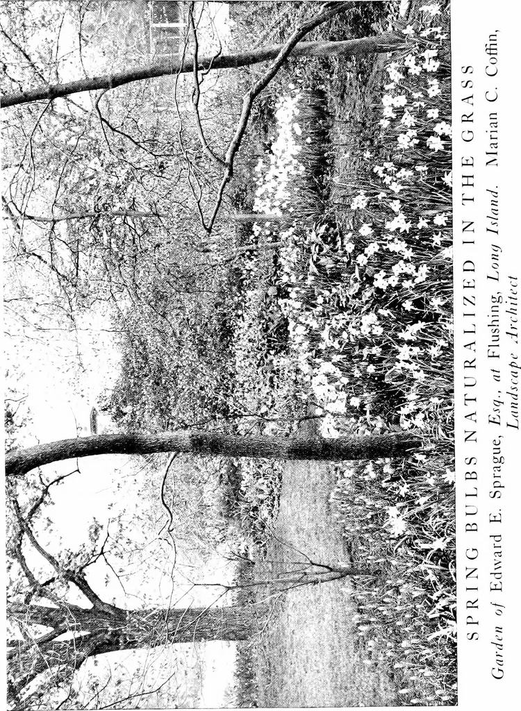 An illustration from The livable house, its garden, 1917, leaf 99