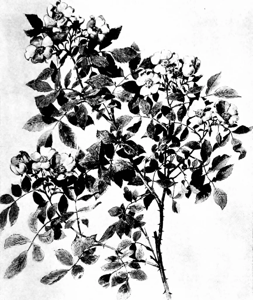 An illustration from Decorative elements in architecture; random observations on the eternal fitness of things from a decorative point of view, 1917, leaf 126