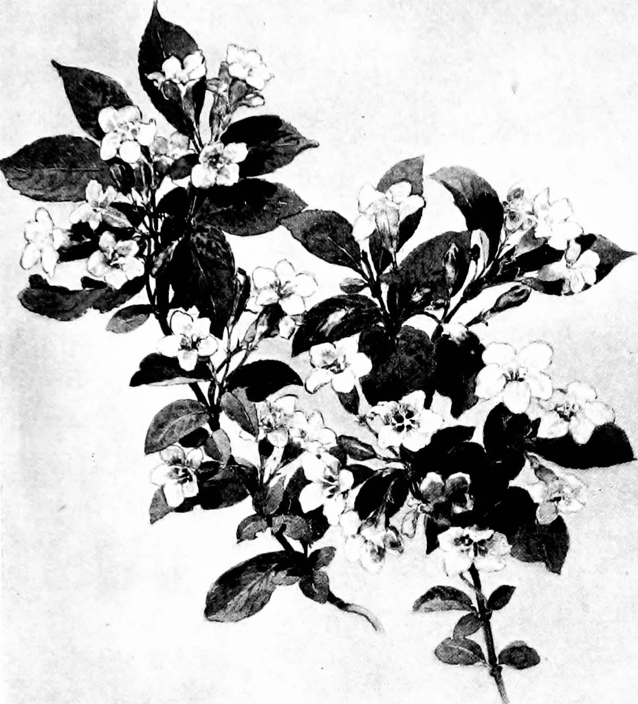 An illustration from Decorative elements in architecture; random observations on the eternal fitness of things from a decorative point of view, 1917, leaf 272