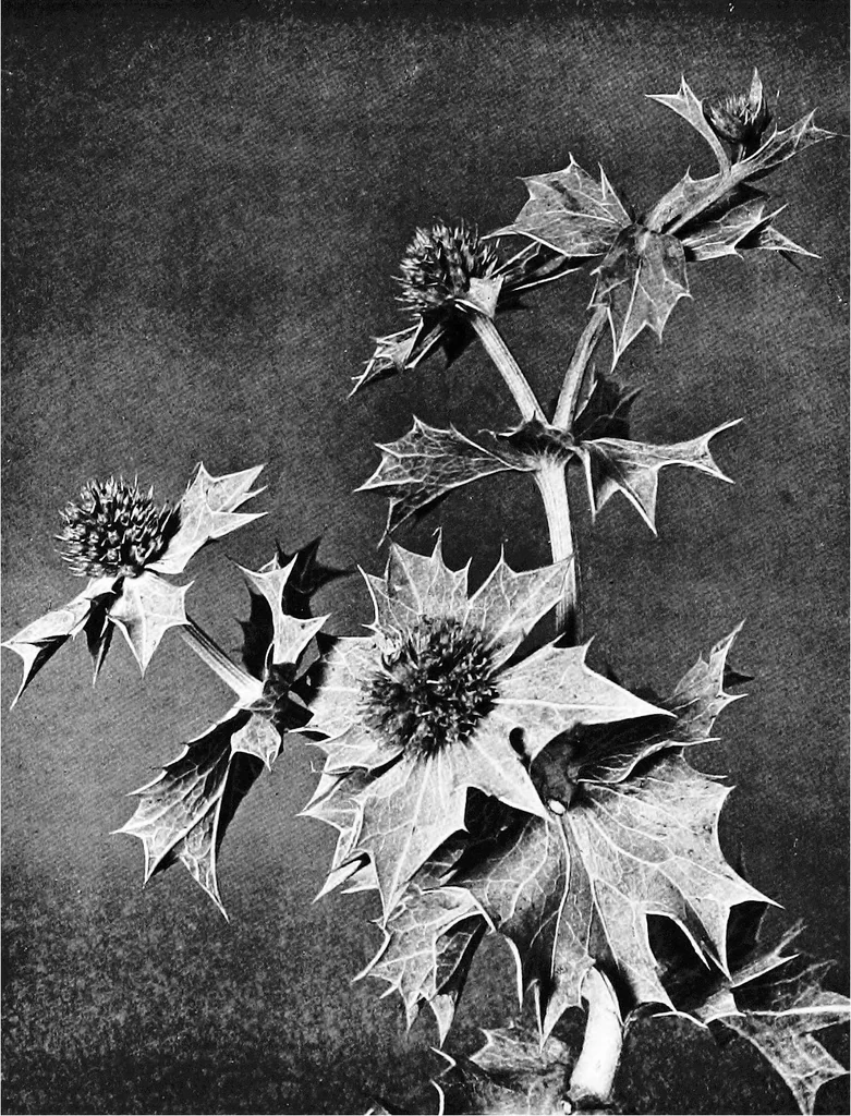 An illustration from Sea-coast gardens and gardening, 1908, leaf 167