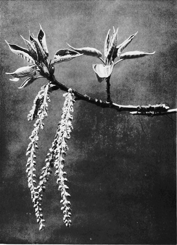An illustration from Sea-coast gardens and gardening, 1908, leaf 53
