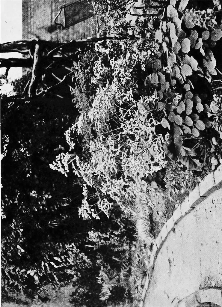 An illustration from Sea-coast gardens and gardening, 1908, leaf 91