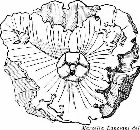 An illustration from Wanderings in the Roman campagna, 1909, leaf 114