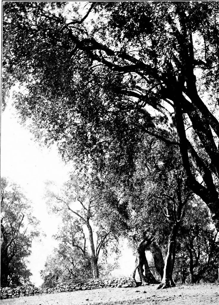 An illustration from Wanderings in the Roman campagna, 1909, leaf 177