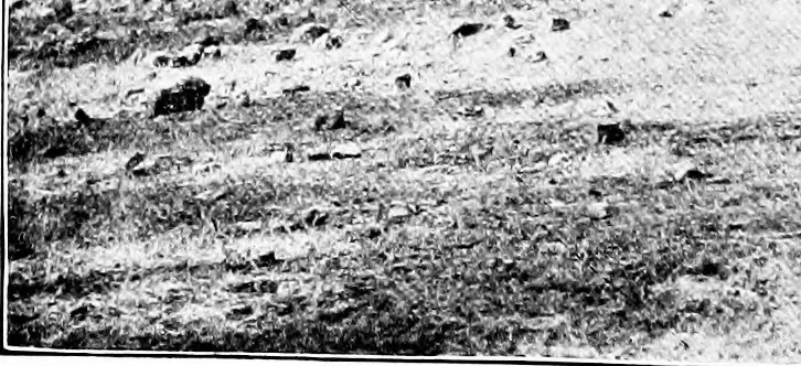 An illustration from Wanderings in the Roman campagna, 1909, leaf 177