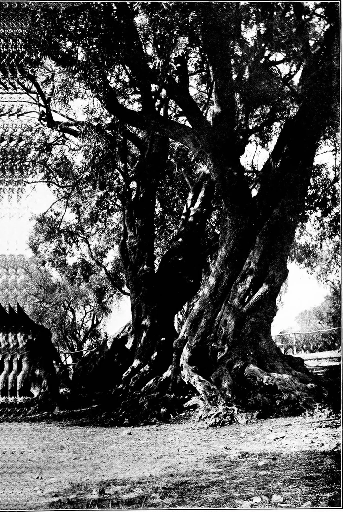 An illustration from Wanderings in the Roman campagna, 1909, leaf 178