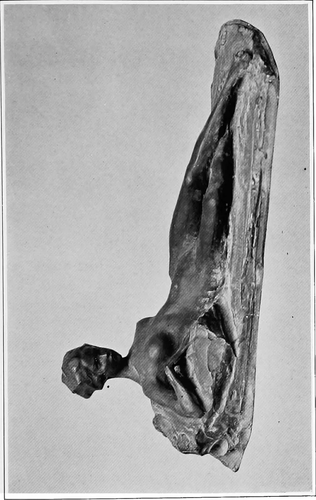 An illustration from Catalogue of sculpture by Prince Paul Troubetzkoy, exhibited by the American Numismatic Society at the Albright Art Gallery, March 27 to April 27;, 1911, leaf 130