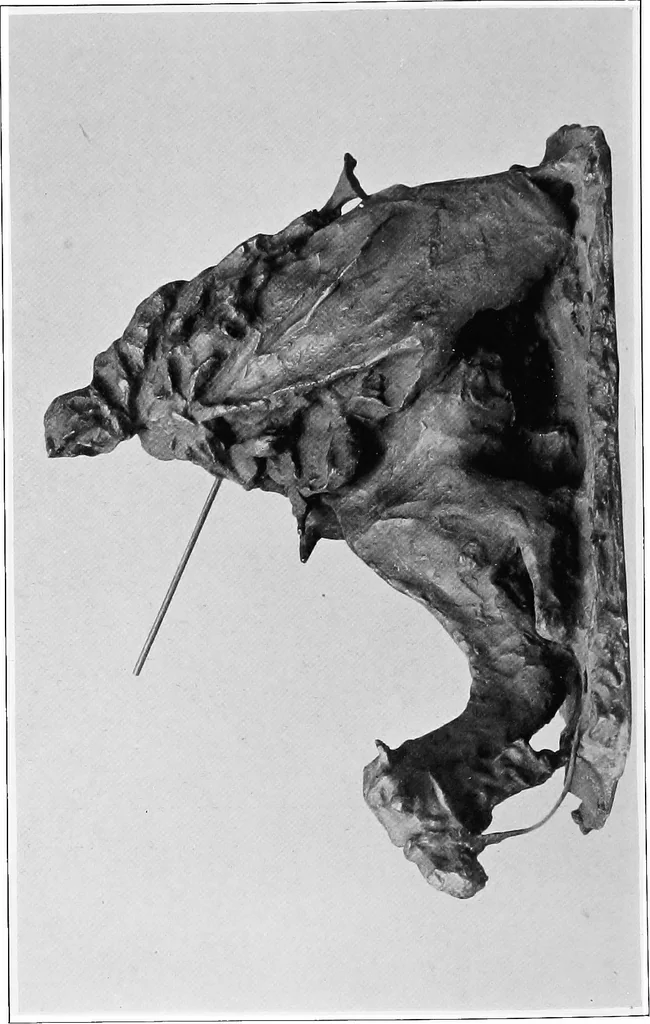 An illustration from Catalogue of sculpture by Prince Paul Troubetzkoy, exhibited by the American Numismatic Society at the Albright Art Gallery, March 27 to April 27;, 1911, leaf 153