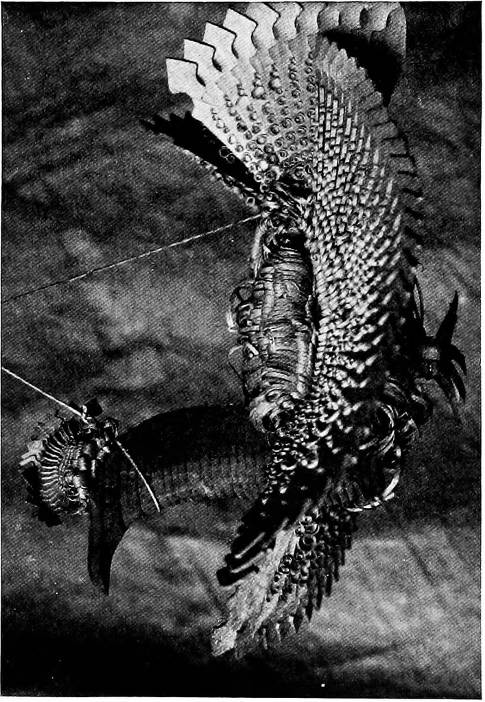 An illustration from Peasant art in Russia, 1912, leaf 244