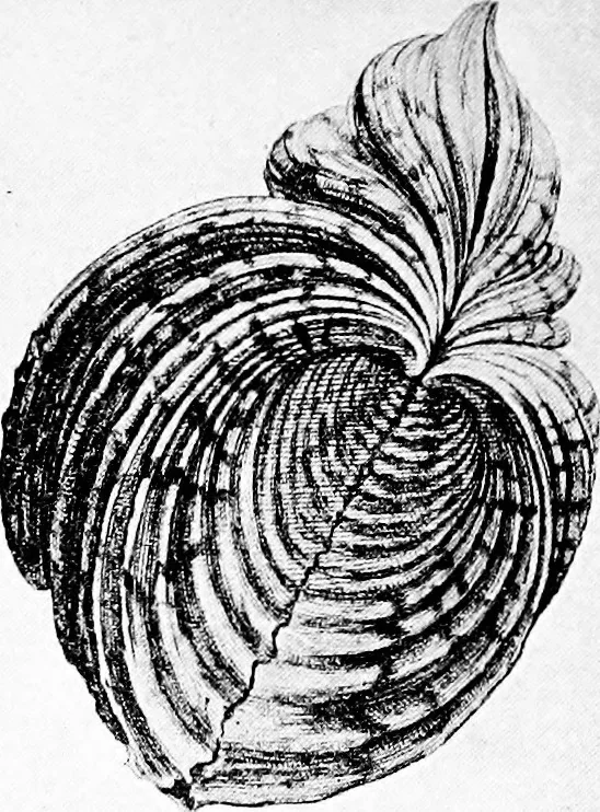 An illustration from Etching craft; a guide for students and collectors, 1922, leaf 103