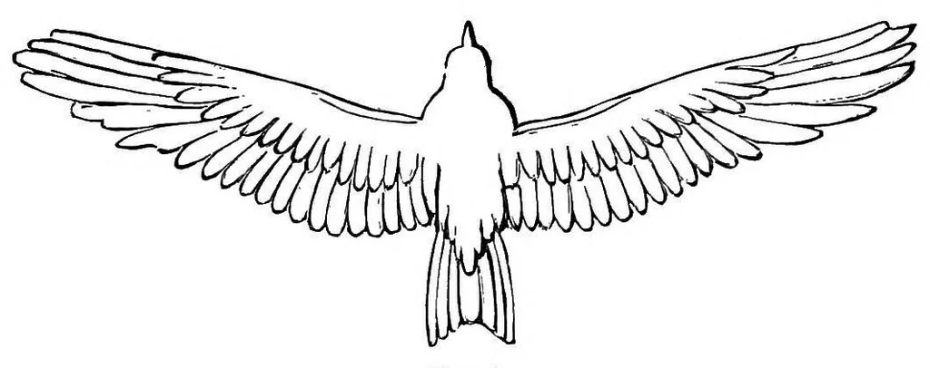 An illustration from Aërial navigation, 1894, leaf 108