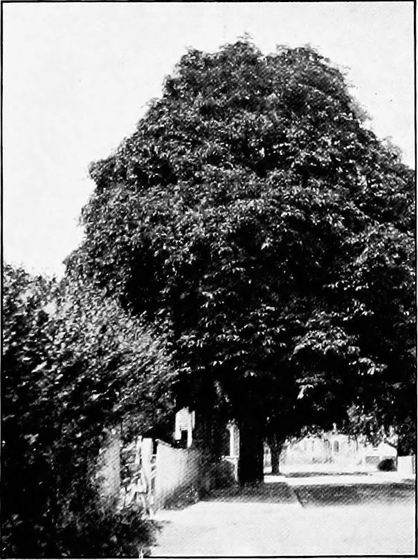 An illustration from Proposed improvements for Newport;, 1913, leaf 26