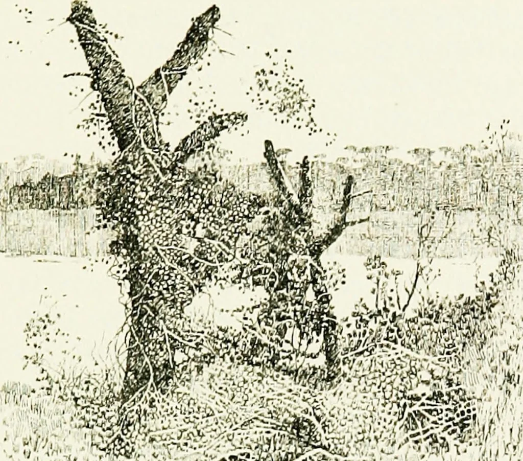 An illustration from Ravenna, a study, 1913, leaf 311