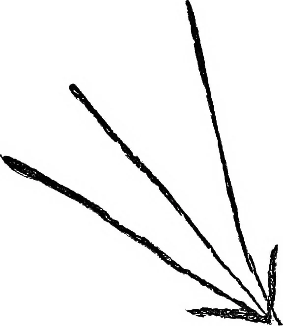 An illustration from The widow's mite and other psychic phenomena, 1904, leaf 324