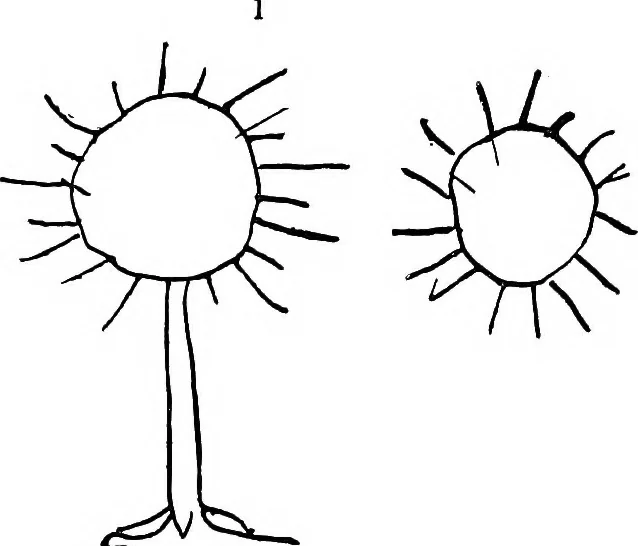 An illustration from Thought transference; a critical and historical review of the evidence for telepathy, 1905, leaf 58