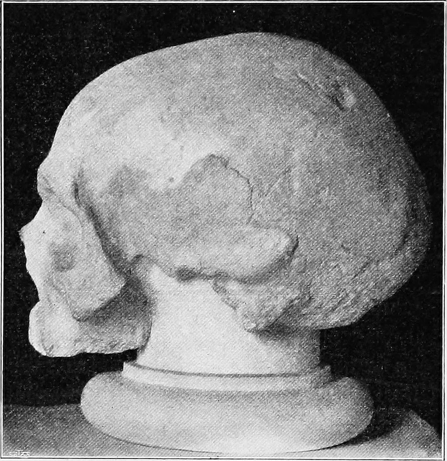 An illustration from The mortal remains of Emanuel Swedenborg; an account of the historical and anatomical investigations executed by a committee, appointed on May 27th, 1908, 1910, leaf 24