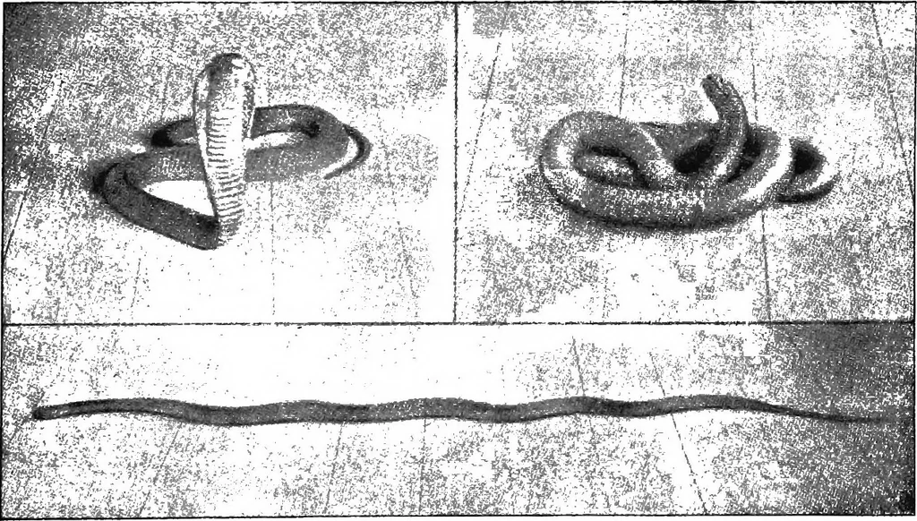 An illustration from The old and the new magic, 1906, leaf 20