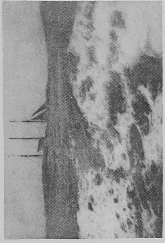 An illustration from The track of the "typhoon", 1921, leaf 286