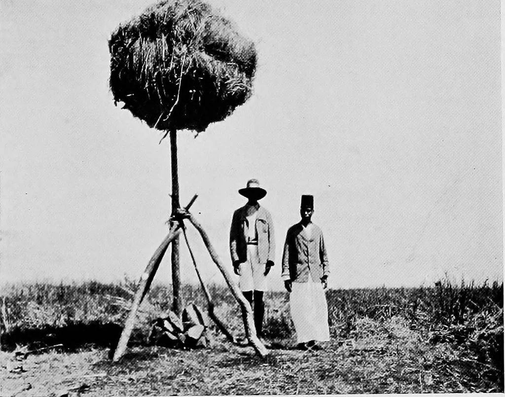 An illustration from Maps and survey, 1913, leaf 194