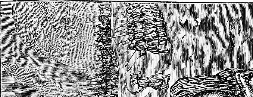 An illustration from A concise history of freemasonry, 1904, leaf 170