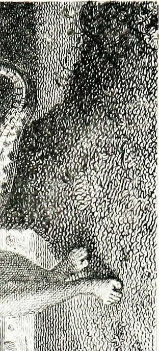 An illustration from Francesco Bartolozzi, R.A.;, 1907, leaf 166