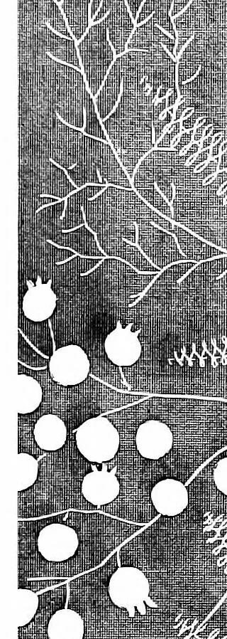 An illustration from The dictionary of needlework, an encyclopædia of artistic, plain, and fancy needlework, Church embroidery, lace, and ornamental needlework, 1882, leaf 160