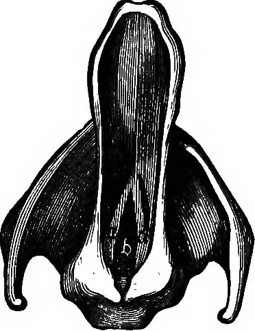 An illustration from The principles of physics, 1895, leaf 258