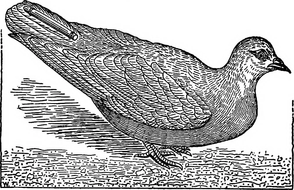 An illustration from The seven follies of science; to which is added a small budget of interesting paradoxes, illusions, marvels, and popular fallacies. A popular account of the most famous scientific impossibilities and the attempts which have been made to solve them. With numerous illustrations, 1912, leaf 159