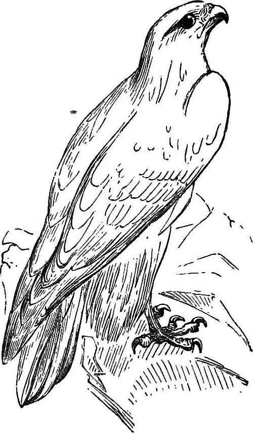 An illustration from A manual of instruction in the art of wood engraving. With a description of the necessary tools and apparatus, and concise directions for their use; explanation of the terms used, and the methods employed for producing the various classes of wood engravings, 1867, leaf 36