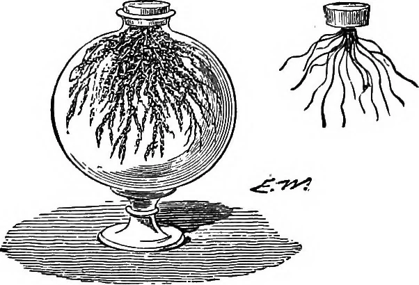 An illustration from Scientific amusements, 1890, leaf 194