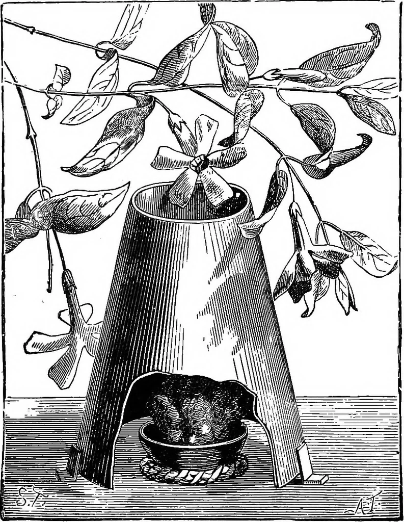 An illustration from Scientific amusements, 1890, leaf 200