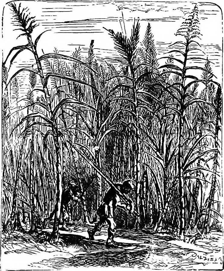 An illustration from Scientific amusements, 1890, leaf 339