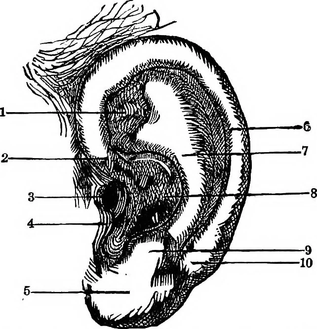 An illustration from Scientific amusements, 1890, leaf 508