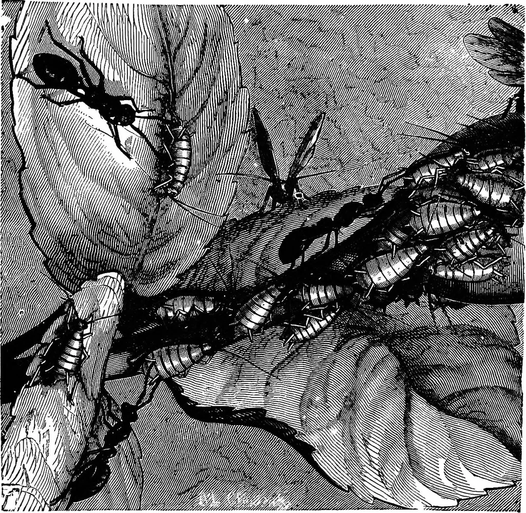 An illustration from Scientific amusements, 1890, leaf 572