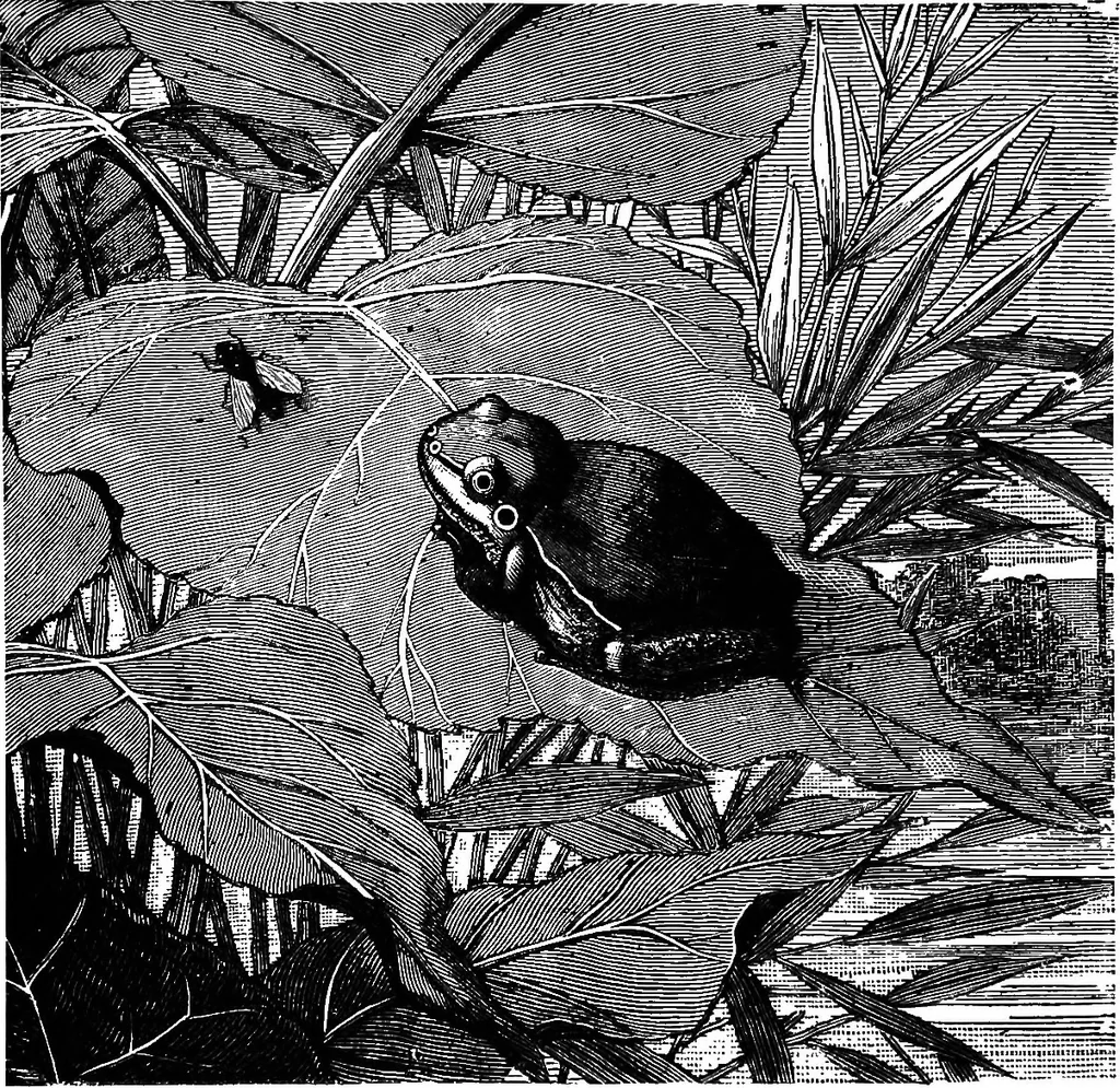 An illustration from Scientific amusements, 1890, leaf 579