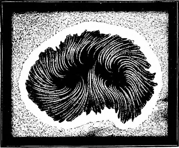 An illustration from The heavens above: a popular handbook of astronomy, 1882, leaf 202