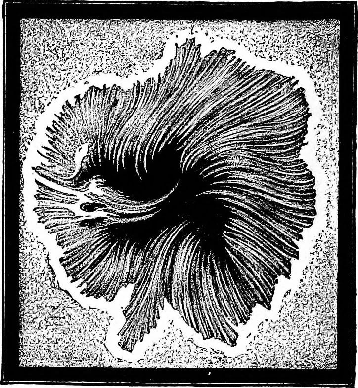 An illustration from The heavens above: a popular handbook of astronomy, 1882, leaf 203