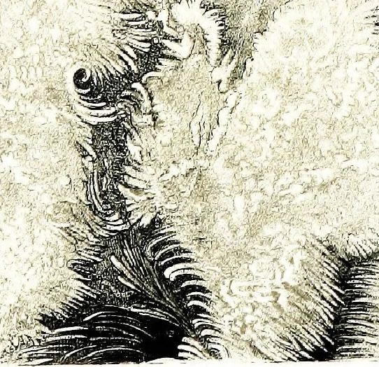An illustration from The heavens above: a popular handbook of astronomy, 1882, leaf 204