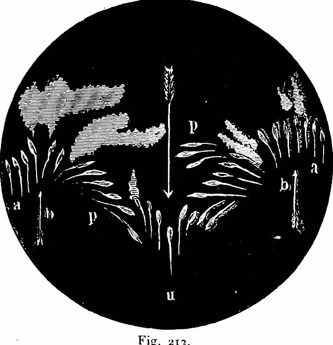 An illustration from The heavens above: a popular handbook of astronomy, 1882, leaf 215