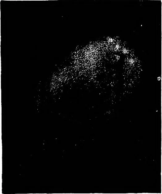 An illustration from The heavens above: a popular handbook of astronomy, 1882, leaf 302