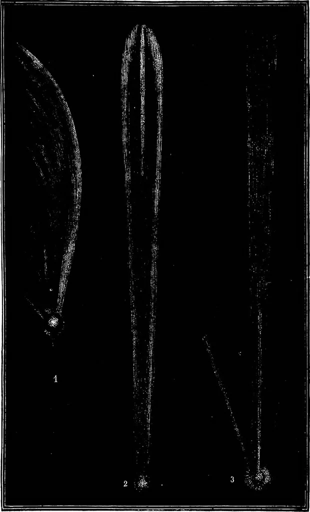 An illustration from The heavens above: a popular handbook of astronomy, 1882, leaf 312