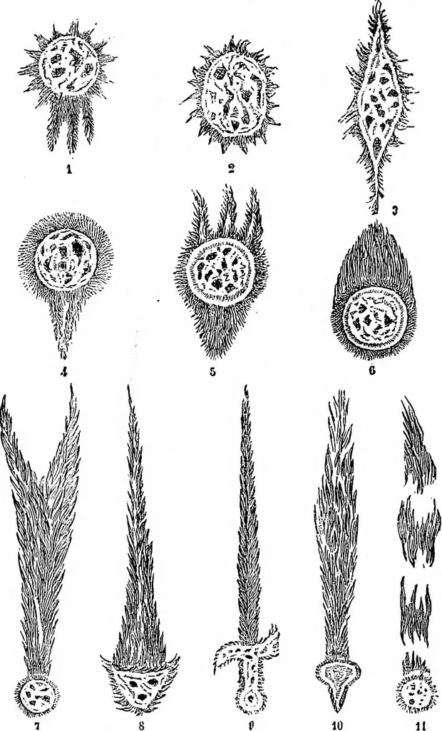 An illustration from The heavens above: a popular handbook of astronomy, 1882, leaf 313