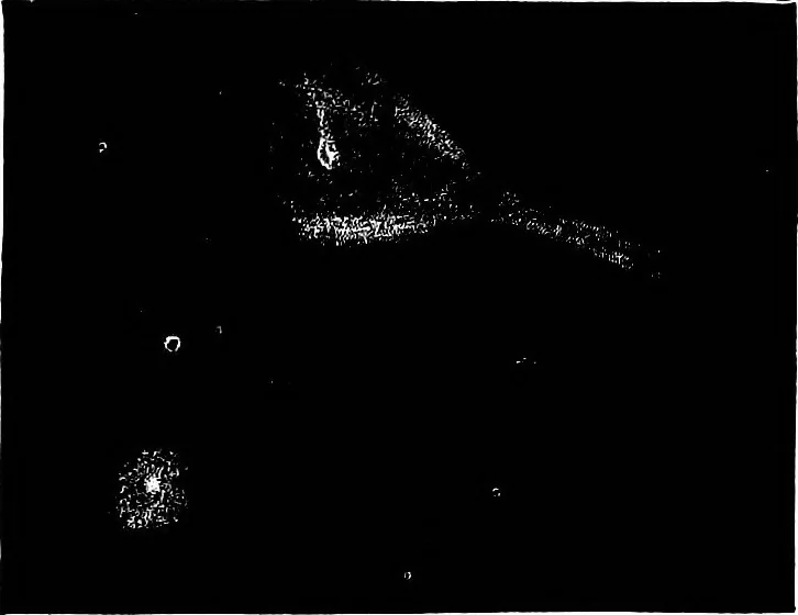 An illustration from The heavens above: a popular handbook of astronomy, 1882, leaf 322
