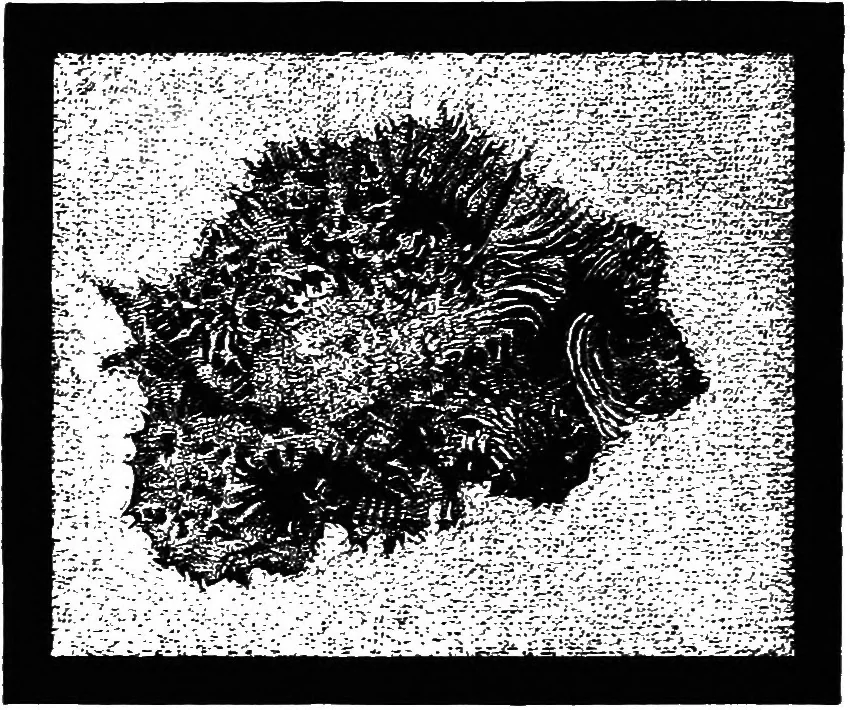 An illustration from Astronomy for students and general readers, 1880, leaf 309